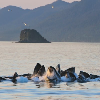 Humpback Whales Feeding