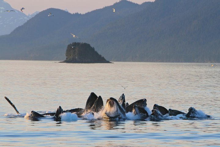 Humpback Whales Feeding