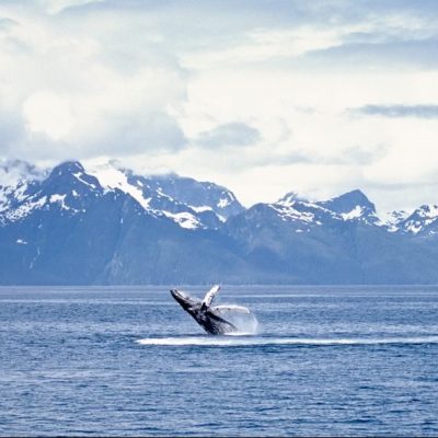 whale breaching in Alaska